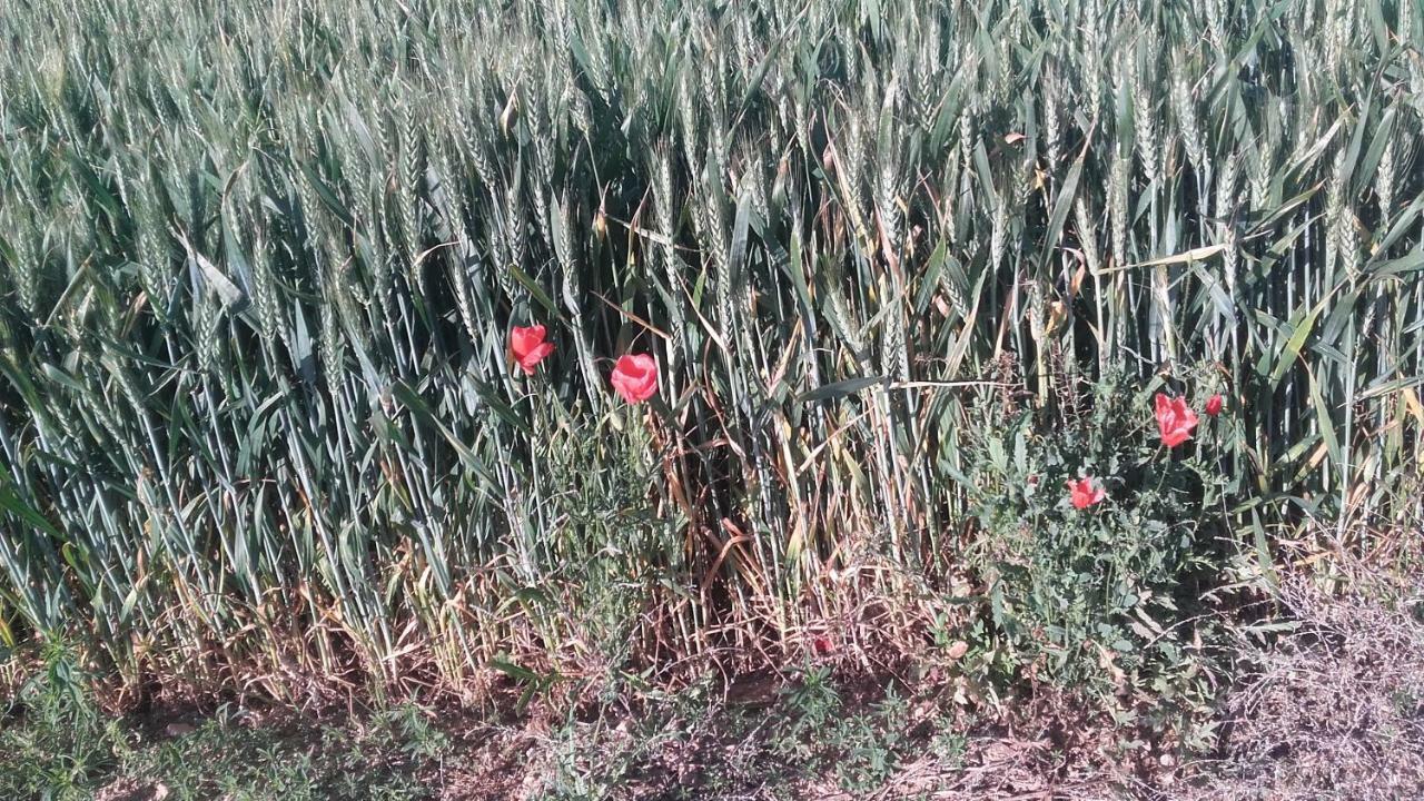 Séjour à la campagne Casa Rosalia